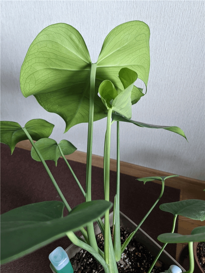 モンステラの親株 そろそろ次の葉が開く ムーン ステラ