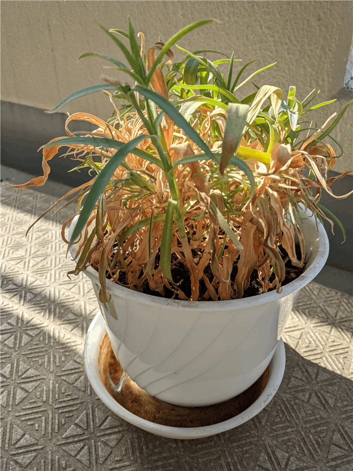 カーネーションは花がゼロになりました ムーン ステラ カーネーションは花がゼロになりました ムーン ステラ