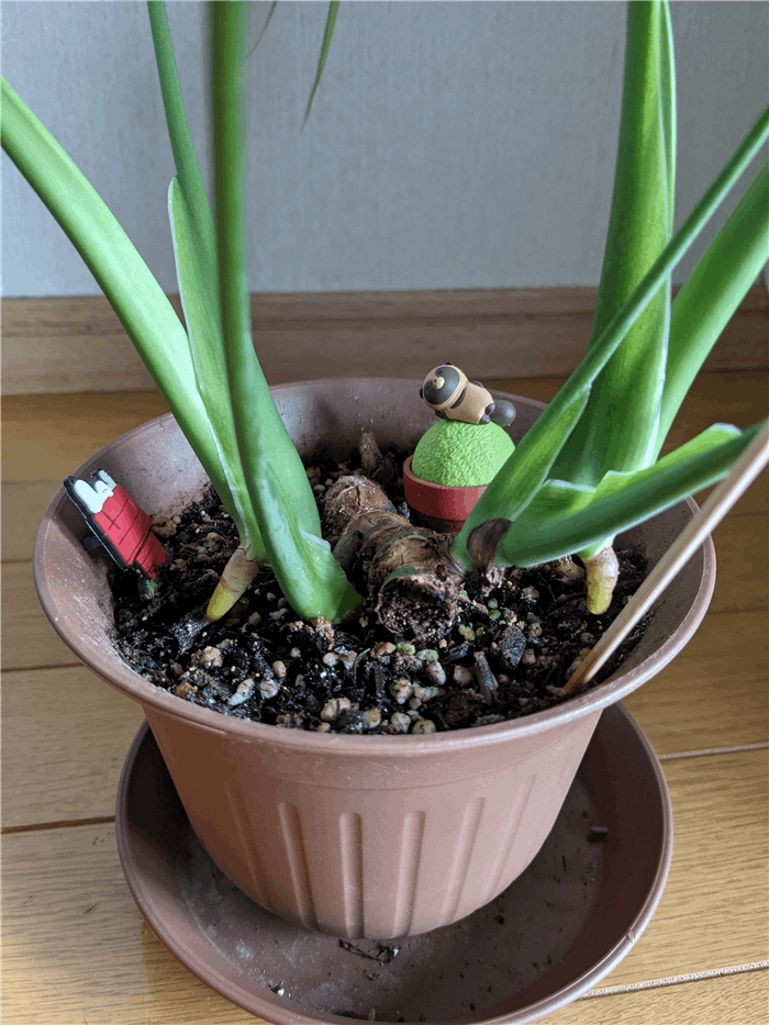 モンステラから新しい葉っぱ ムーン ステラ