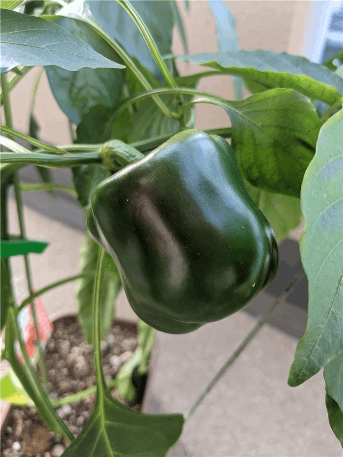 f:id:kanaxx43:20211006080825j:plain