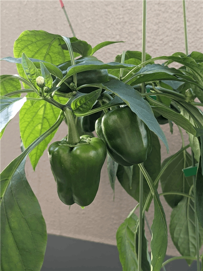 f:id:kanaxx43:20211006080826j:plain