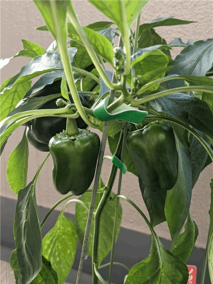 f:id:kanaxx43:20211006080827j:plain