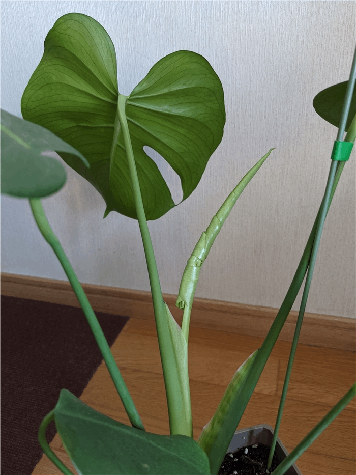 f:id:kanaxx43:20211009104607j:plain