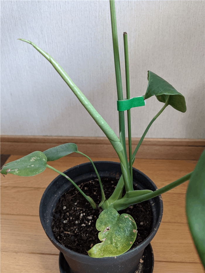 f:id:kanaxx43:20211009104608j:plain