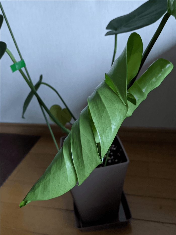 f:id:kanaxx43:20211013074347j:plain