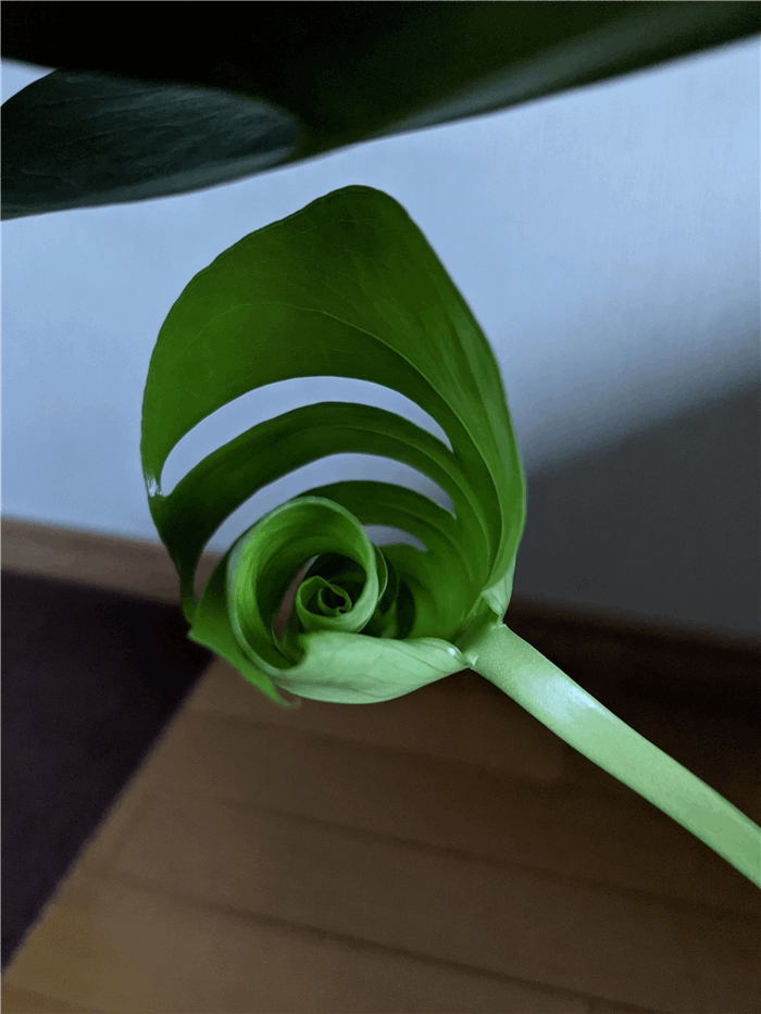 f:id:kanaxx43:20211013074349j:plain