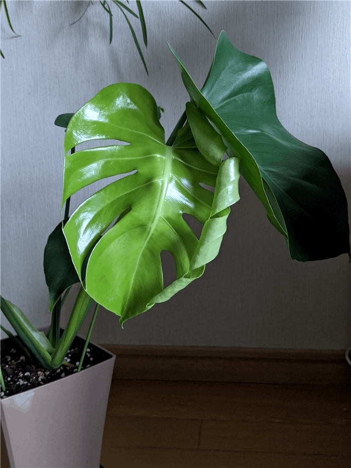 f:id:kanaxx43:20211013074350j:plain