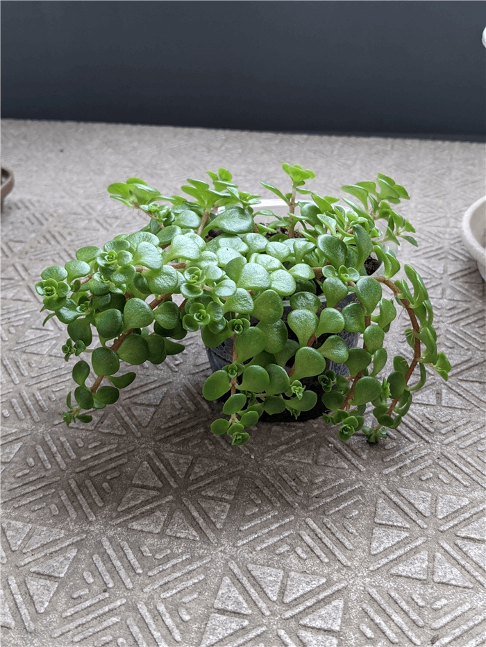 f:id:kanaxx43:20211027080125j:plain