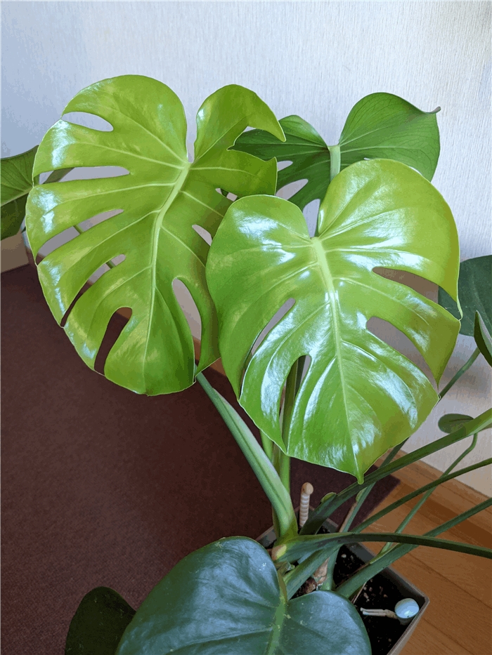 f:id:kanaxx43:20211029073557j:plain