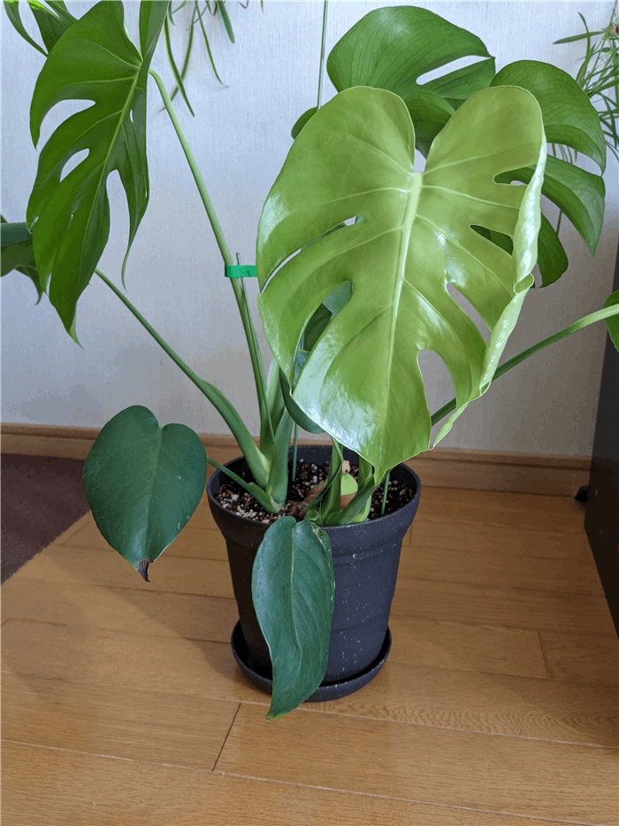モンステラの葉っぱ 開きました ムーン ステラ