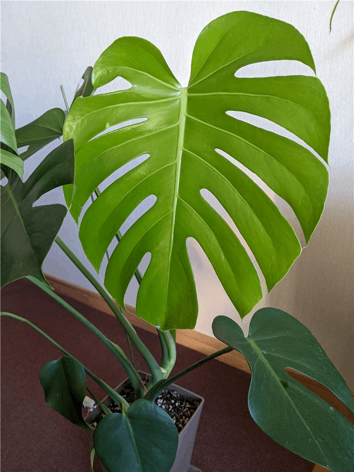 f:id:kanaxx43:20220119082000j:plain