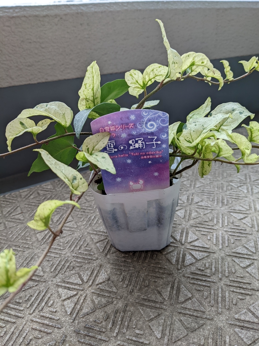 f:id:kanaxx43:20220123133617j:plain