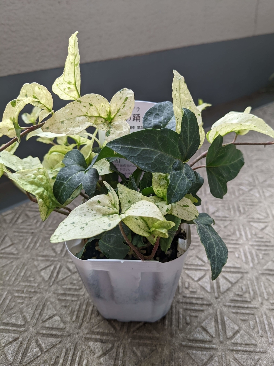 f:id:kanaxx43:20220123133619j:plain