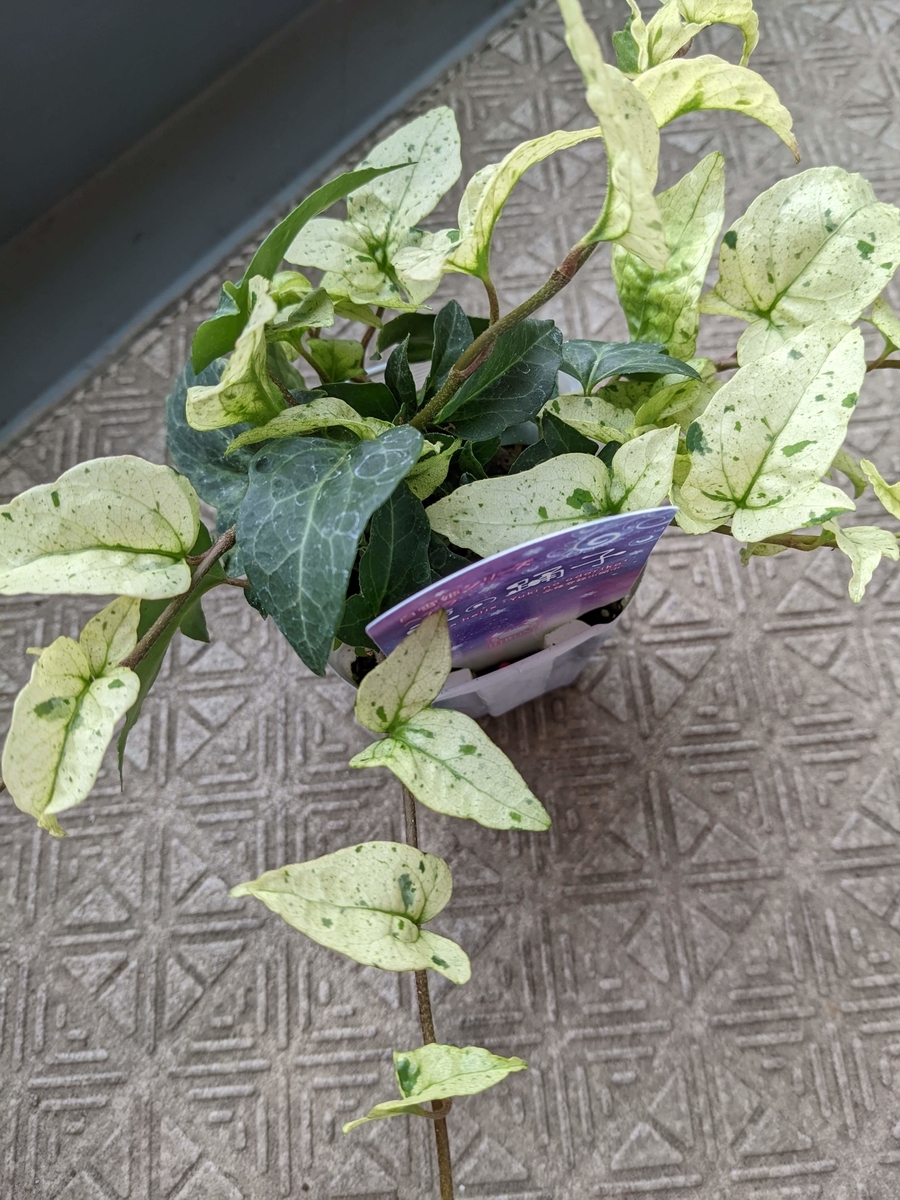 f:id:kanaxx43:20220123133621j:plain