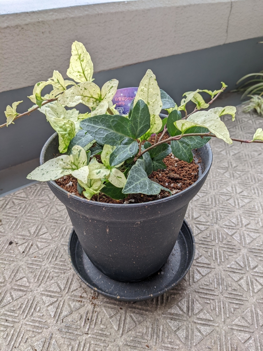 f:id:kanaxx43:20220123133632j:plain