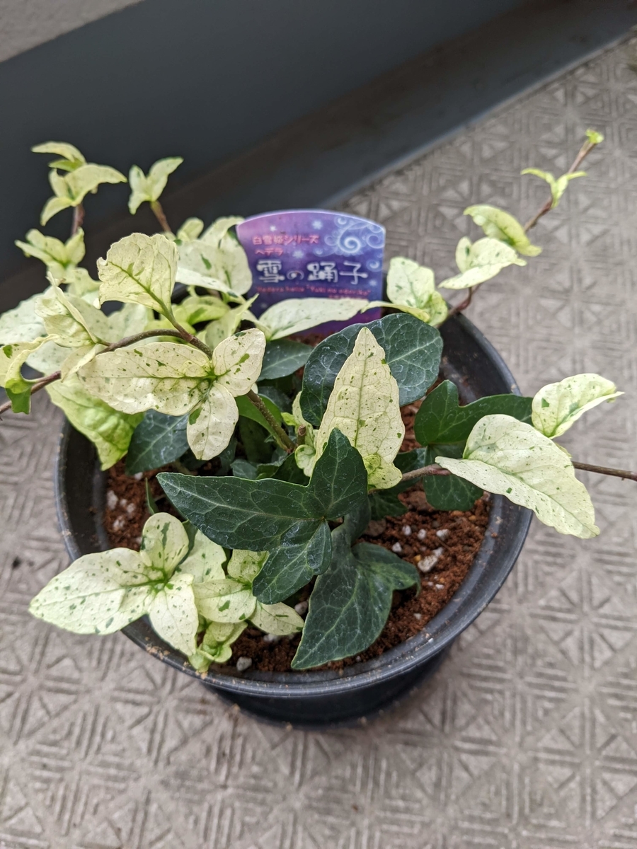 f:id:kanaxx43:20220123133633j:plain