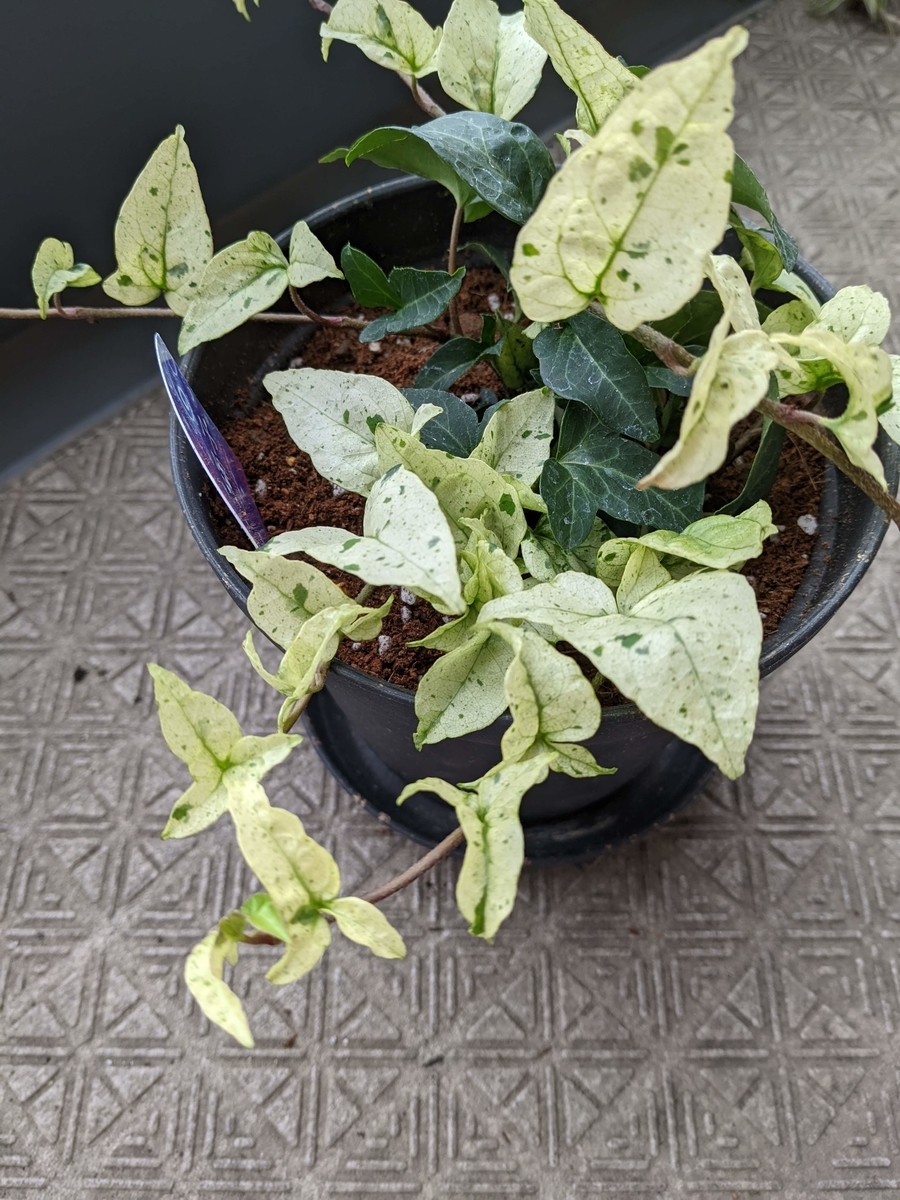 f:id:kanaxx43:20220123133635j:plain