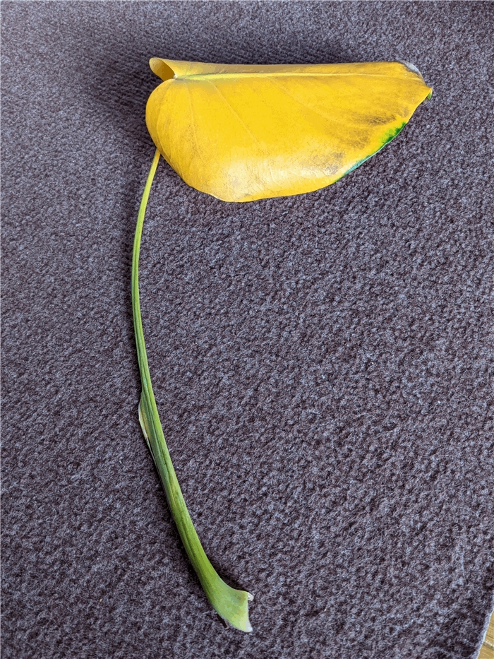 f:id:kanaxx43:20220130175411j:plain