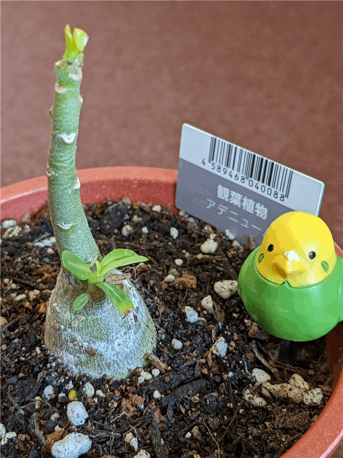 f:id:kanaxx43:20220206113134j:plain