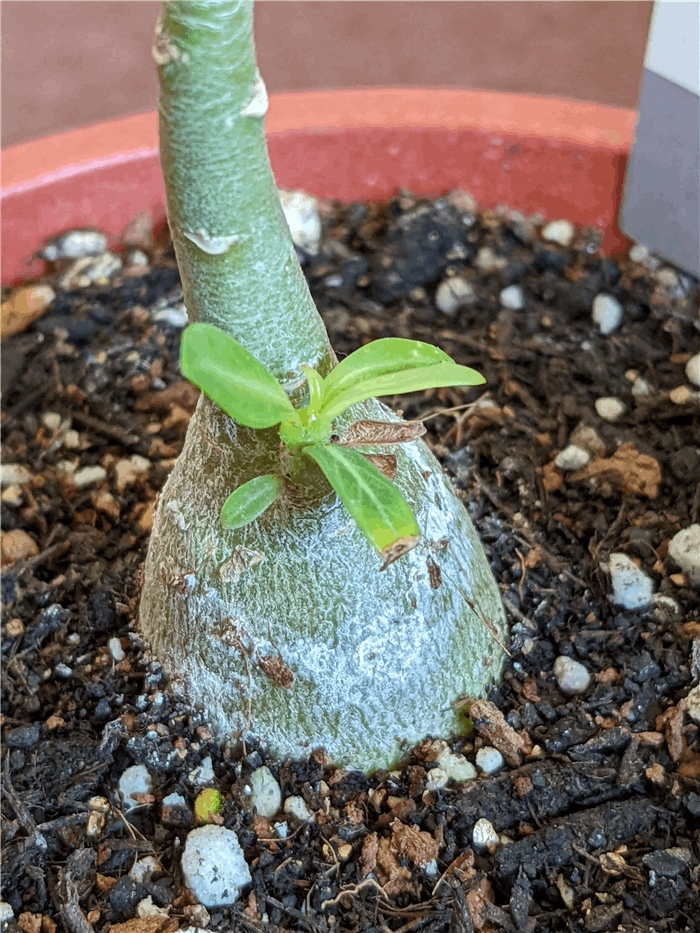 f:id:kanaxx43:20220206113136j:plain