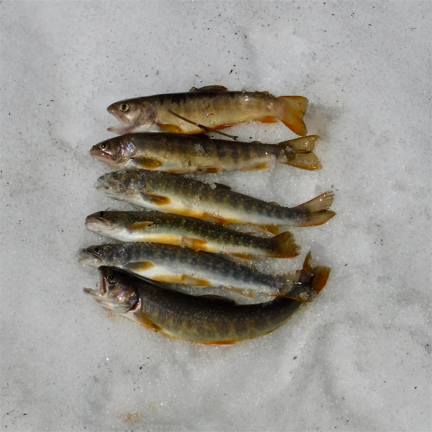 f:id:kanazawajazzdays:20180329224058j:image