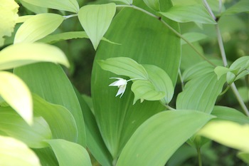 f:id:kanbaringo:20120627224243j:image