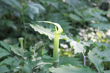 f:id:kanbaringo:20120627224303j:image