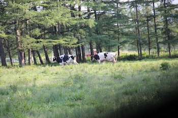 f:id:kanbaringo:20120627224315j:image