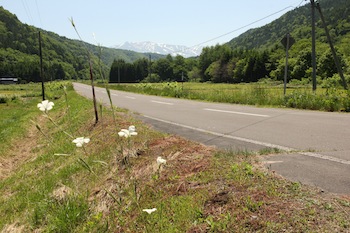 f:id:kanbaringo:20120627224936j:image
