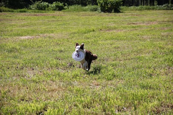 f:id:kanbaringo:20120627224943j:image