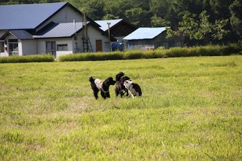 f:id:kanbaringo:20120627224950j:image