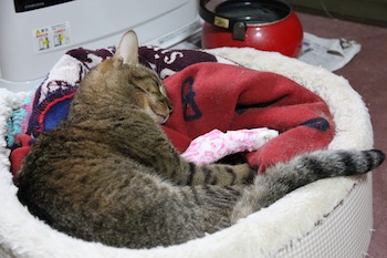 f:id:kanbaringo:20121001174843j:image