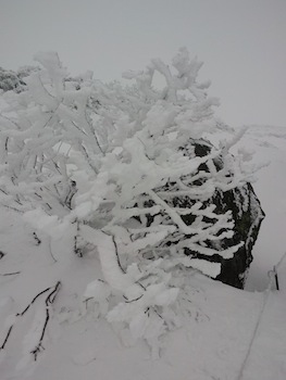 f:id:kanbaringo:20121101174531j:image