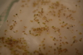 20100407210151