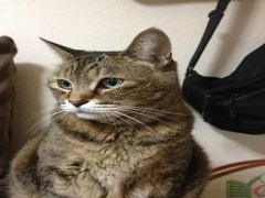 f:id:kanchi-gogo:20120110012827j:image