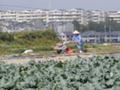 堺市鉢ケ峰　サラリーマンや定年退職者が農業体験している