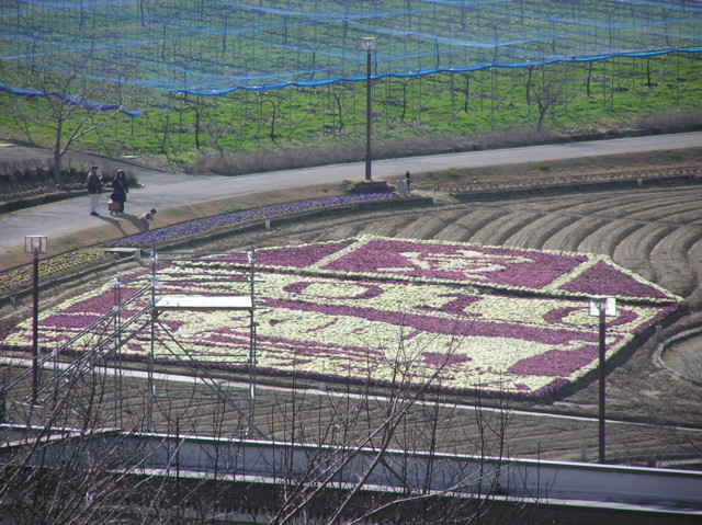 葉牡丹で干支の寅(富田林農業公園)