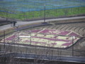 葉牡丹で干支の寅(富田林農業公園)