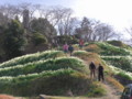 史跡保存会が育てている千早赤阪の水仙５万本