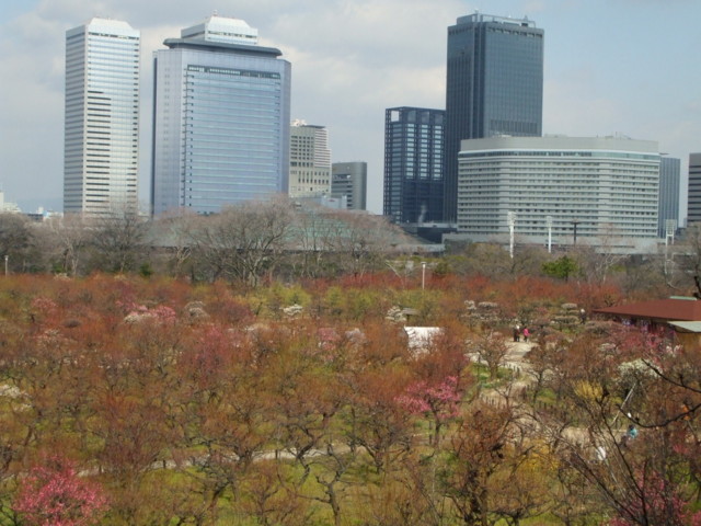 大阪城の梅林