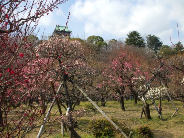 大阪城の梅林