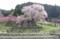 満開の又兵衛桜20100403