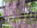 20100508　青州の里