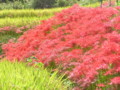 彼岸花