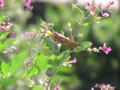 バッタと萩の花