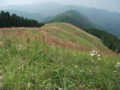 岩湧山頂のススキ、萩の花