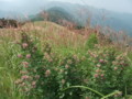 岩湧山頂のススキ、萩の花