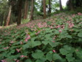 8下旬～9中旬が身頃、岩湧寺周辺にシュウカイドウが群生しています