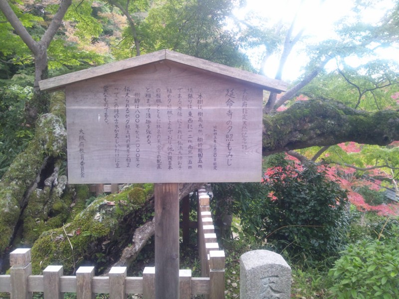 20141103 樹齢1000年夕照のもみじ　延命寺(河内長野市)