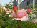 中之島バラ園　後ろは土佐堀川